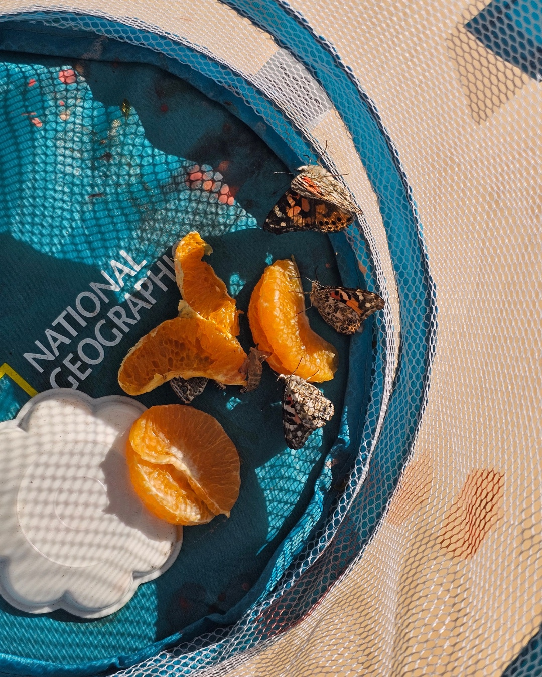 Best British school in Dubai